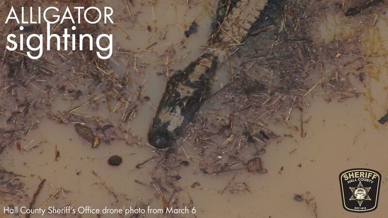 El animal pudo ser captado en video por los oficiales con la ayuda de un dron.