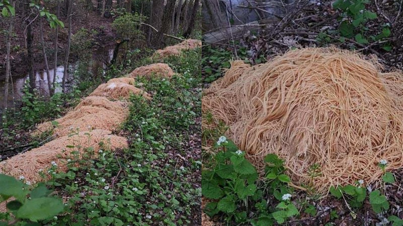 Casi 500 libras de pasta cocidas aparecieron junto a un arroyo en Nueva Jersey la semana pasada.