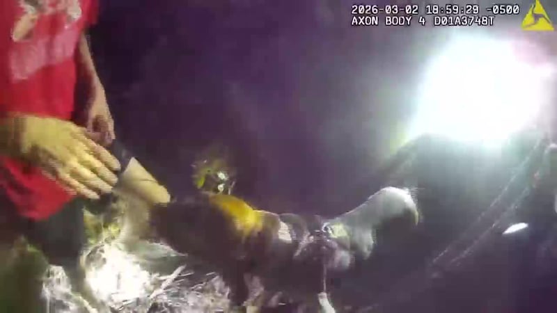 Captado en video el momento en que un perro policía rescata sano y salvo a niño con...